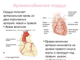 Топографическая анатомия и оперативная хирургия сердца, слайд 7