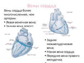 Топографическая анатомия и оперативная хирургия сердца, слайд 8