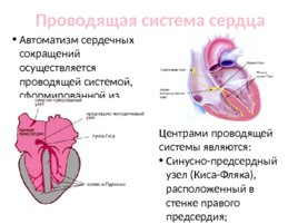 Топографическая анатомия и оперативная хирургия сердца, слайд 9