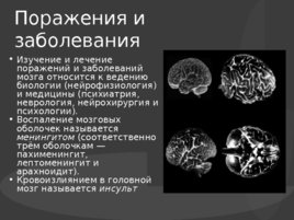 Головной мозг, его строение и функции, слайд 19