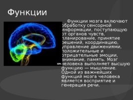 Головной мозг, его строение и функции, слайд 5