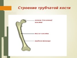 Строение, свойства костей. Типы их соединения, слайд 16