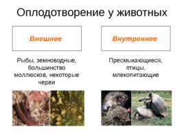 Размножение и развитие организмов, слайд 21
