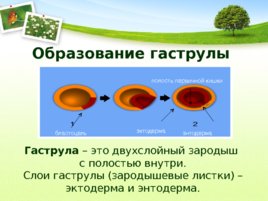 Размножение и развитие организмов, слайд 31