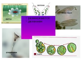 Размножение и развитие организмов, слайд 9