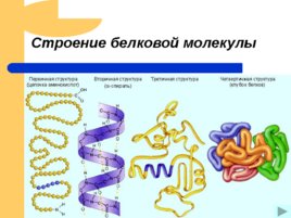 Белки – основа органической жизни, слайд 10