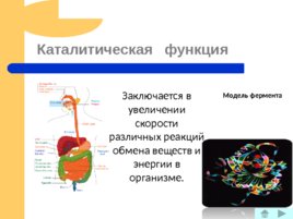 Белки – основа органической жизни, слайд 26