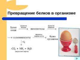 Белки – основа органической жизни, слайд 32