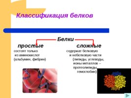 Белок основа жизни проект