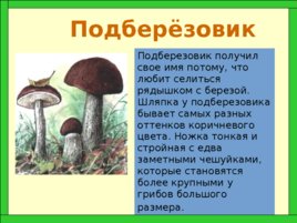 Царство грибов, слайд 11
