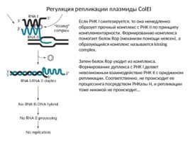 Плазмиды, слайд 16