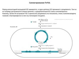 Конъюгация, слайд 22