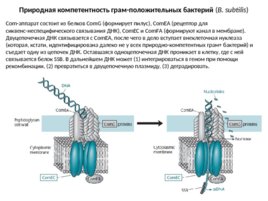 Конъюгация, слайд 24