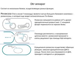 Конъюгация, слайд 6