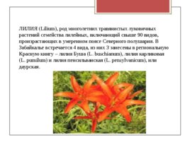 Редкие исчезающие растения Забайкальского края, слайд 3