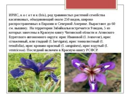 Редкие исчезающие растения Забайкальского края, слайд 4