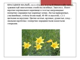 Редкие исчезающие растения Забайкальского края, слайд 5