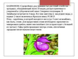 Редкие исчезающие растения Забайкальского края, слайд 6