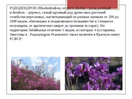 Редкие исчезающие растения Забайкальского края, слайд 7