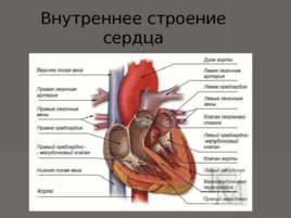 Анатомия - сердечно сосудистой системы, слайд 31