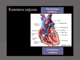 Анатомия - сердечно сосудистой системы, слайд 33