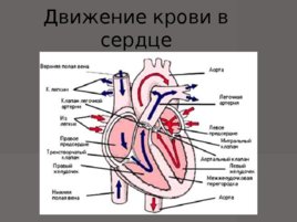 Анатомия - сердечно сосудистой системы, слайд 34