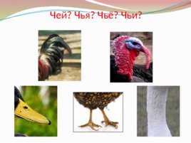 Домашние птицы для проведения НОД, слайд 15