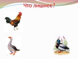 Домашние птицы для проведения НОД, слайд 16