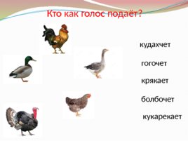 Домашние птицы для проведения НОД, слайд 8
