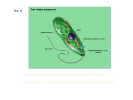 Координация и регуляция процессов жизнедеятельности живых организмов, слайд 9