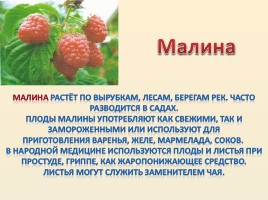 Лесные ягоды Болотнинского района, слайд 2