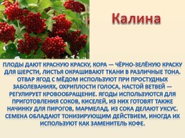 Лесные ягоды Болотнинского района, слайд 8