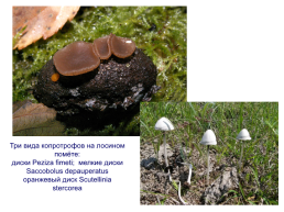 Грибы и грибоподобные организмы (mycota, или fungi), слайд 102