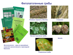 Грибы и грибоподобные организмы (mycota, или fungi), слайд 104