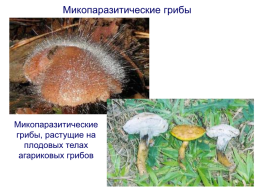 Грибы и грибоподобные организмы (mycota, или fungi), слайд 105