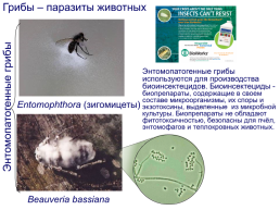 Грибы и грибоподобные организмы (mycota, или fungi), слайд 106