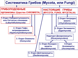 Грибы и грибоподобные организмы (mycota, или fungi), слайд 110
