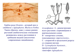 Грибы и грибоподобные организмы (mycota, или fungi), слайд 12