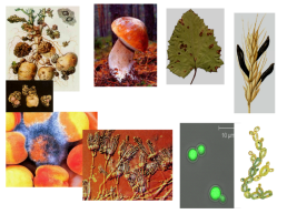 Грибы и грибоподобные организмы (mycota, или fungi), слайд 2