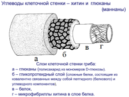 Грибы и грибоподобные организмы (mycota, или fungi), слайд 22