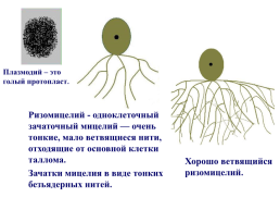 Грибы и грибоподобные организмы (mycota, или fungi), слайд 29