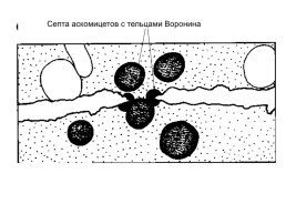 Грибы и грибоподобные организмы (mycota, или fungi), слайд 34