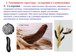 Грибы и грибоподобные организмы (mycota, или fungi), слайд 38