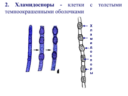 Грибы и грибоподобные организмы (mycota, или fungi), слайд 39