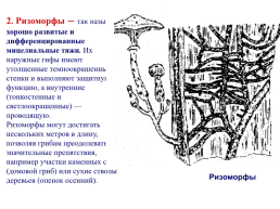 Грибы и грибоподобные организмы (mycota, или fungi), слайд 41