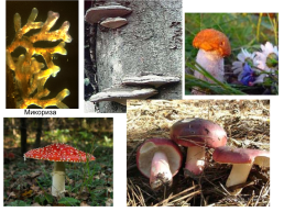 Грибы и грибоподобные организмы (mycota, или fungi), слайд 5
