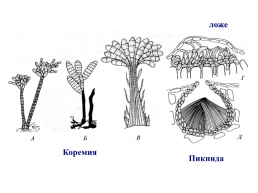 Грибы и грибоподобные организмы (mycota, или fungi), слайд 59