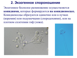 Грибы и грибоподобные организмы (mycota, или fungi), слайд 60