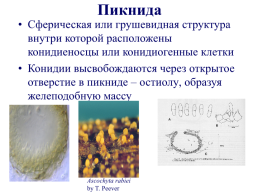 Грибы и грибоподобные организмы (mycota, или fungi), слайд 63