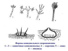 Грибы и грибоподобные организмы (mycota, или fungi), слайд 65